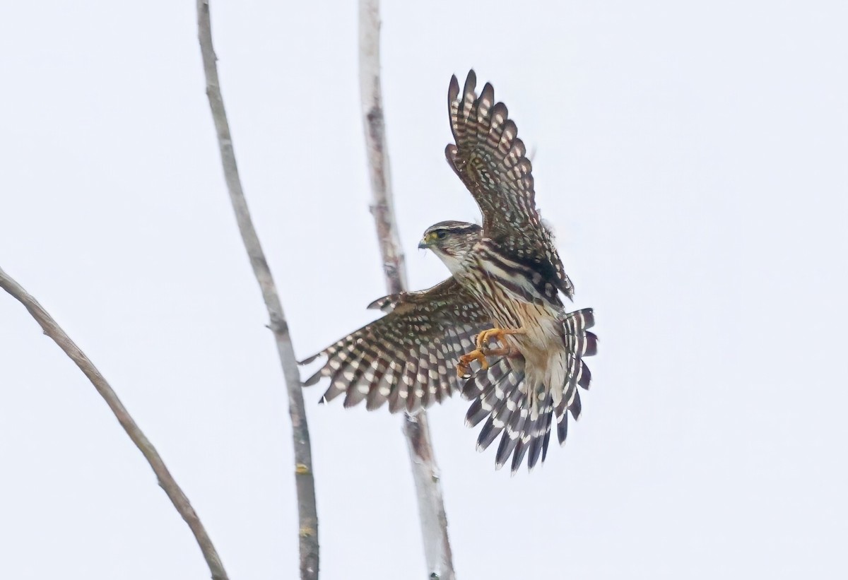 Merlin - ML646081761