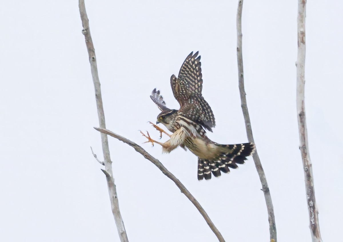 Merlin - ML646081762