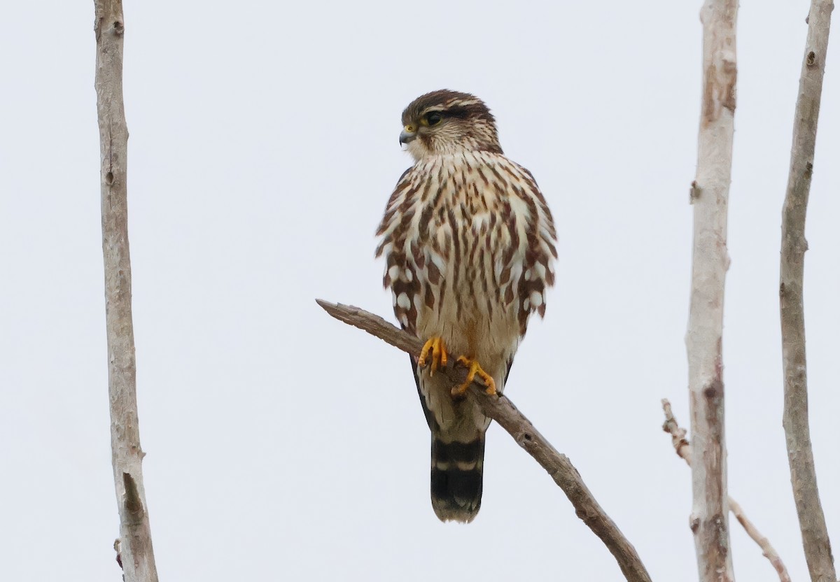 Merlin - ML646081763