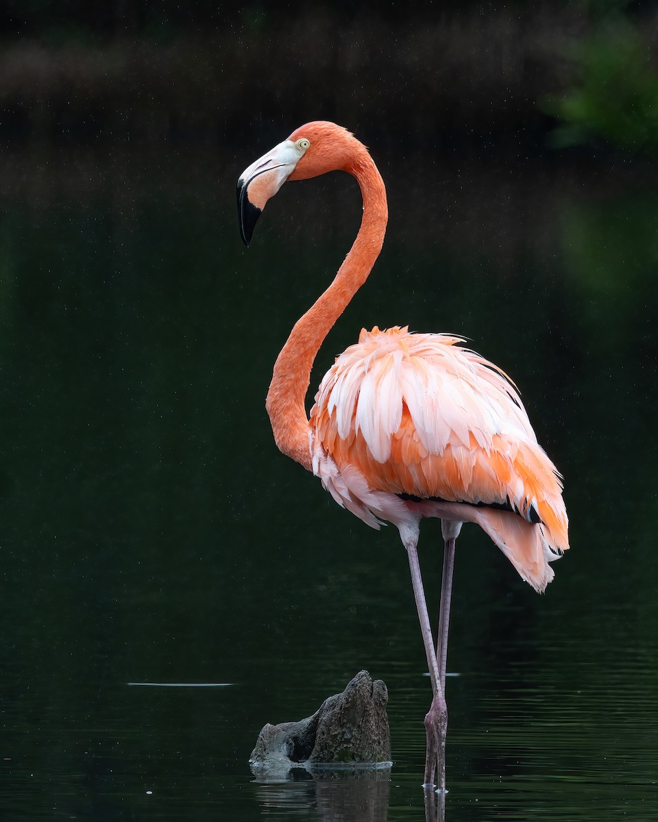 American Flamingo - ML646081767