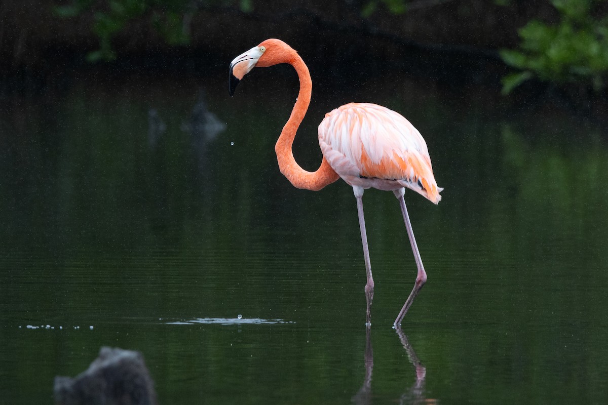 American Flamingo - ML646081768