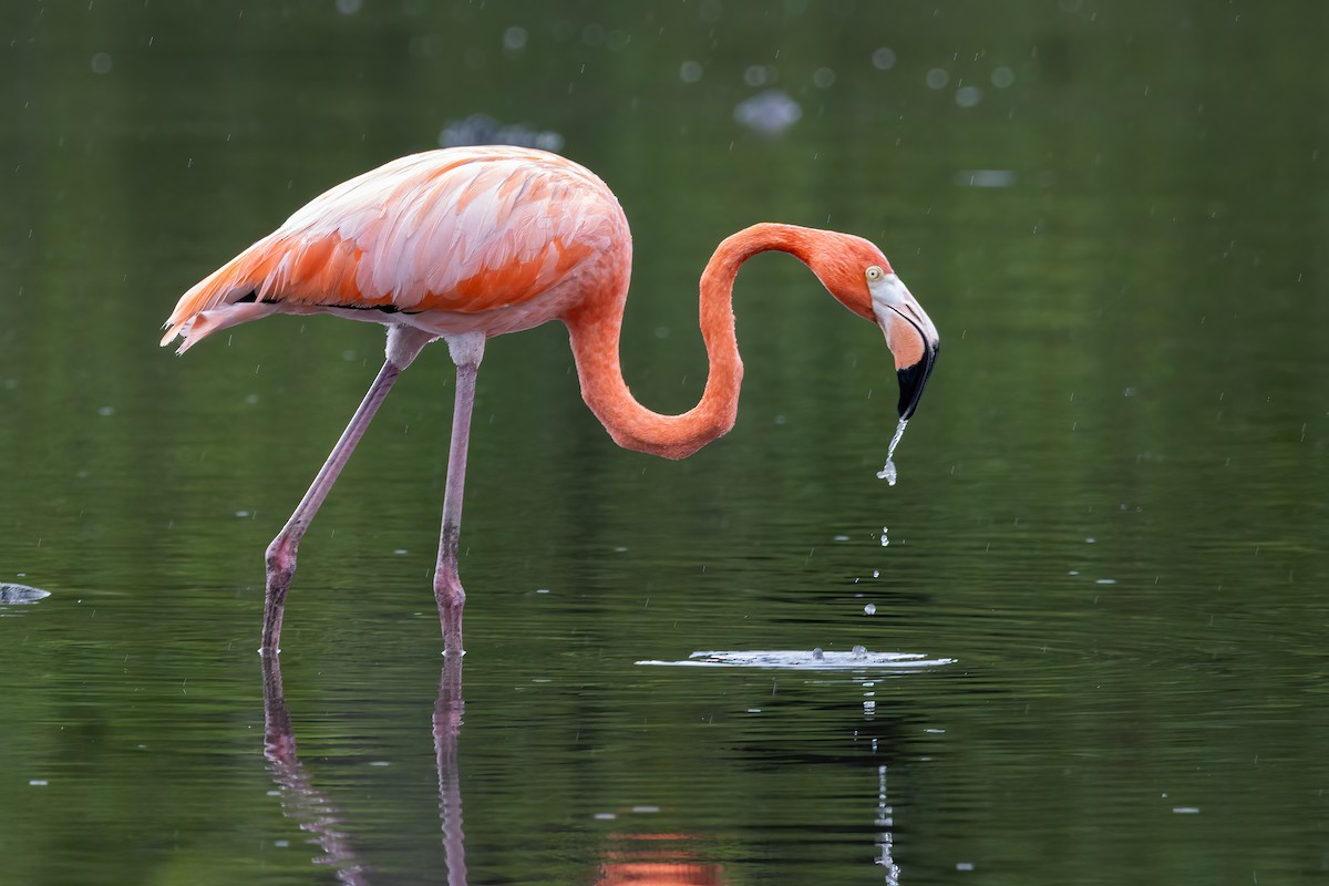 American Flamingo - ML646081769