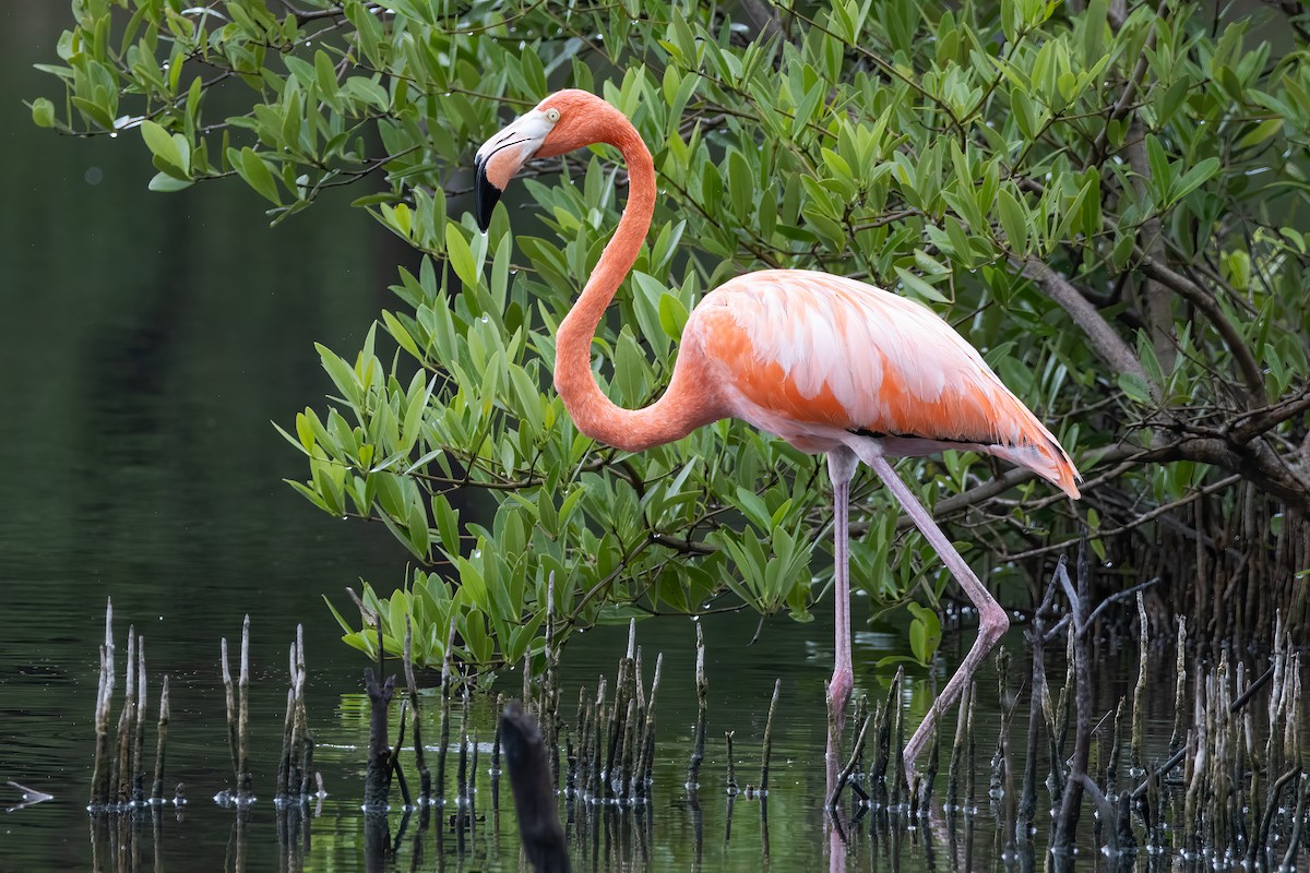 American Flamingo - ML646081772