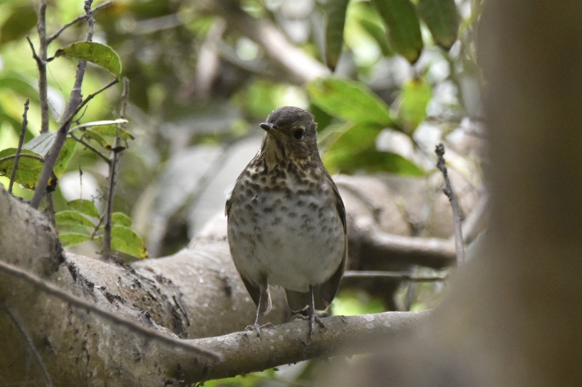 Tordo di Swainson - ML646081773