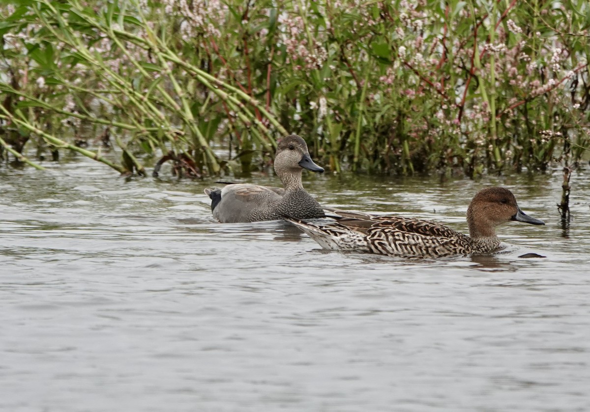 Серая утка - ML646081779