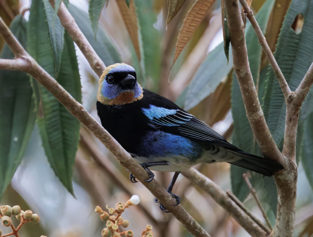 Золотистоголовая танагра - ML646081786