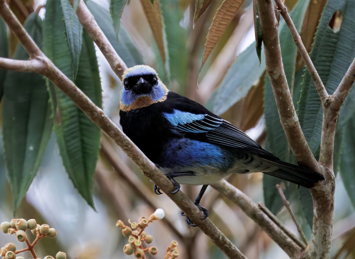 Золотистоголовая танагра - ML646081787