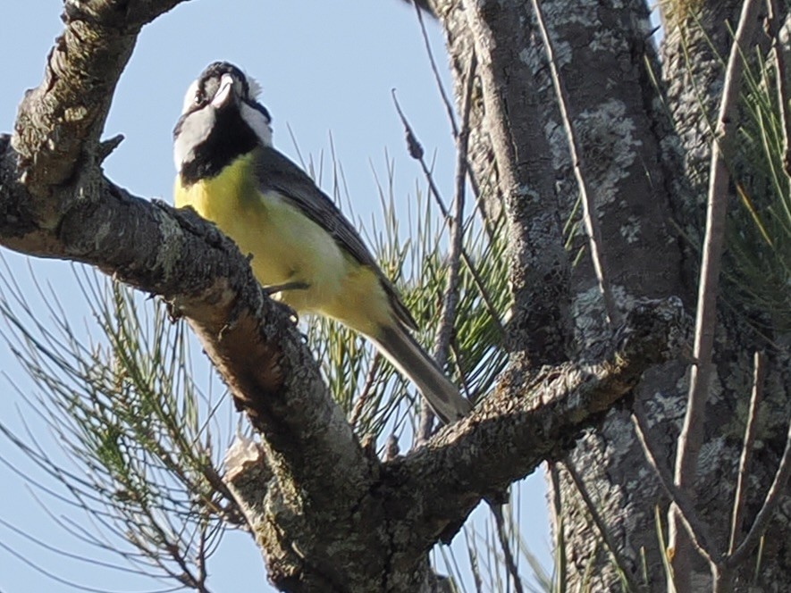 Eastern Shrike-tit - ML646081791