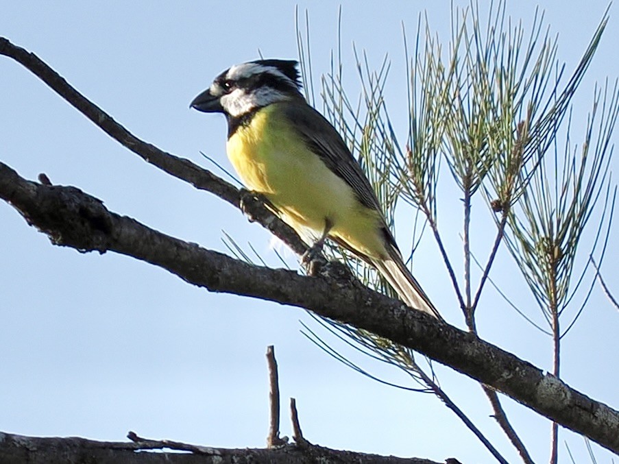 Eastern Shrike-tit - ML646081792