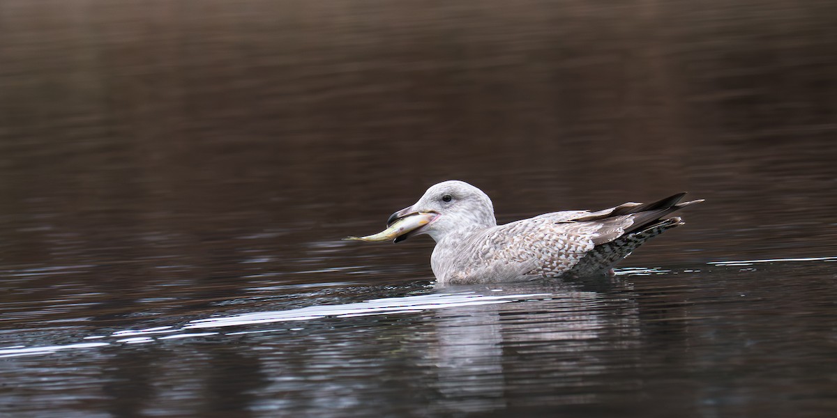 American Herring Gull - ML646081797
