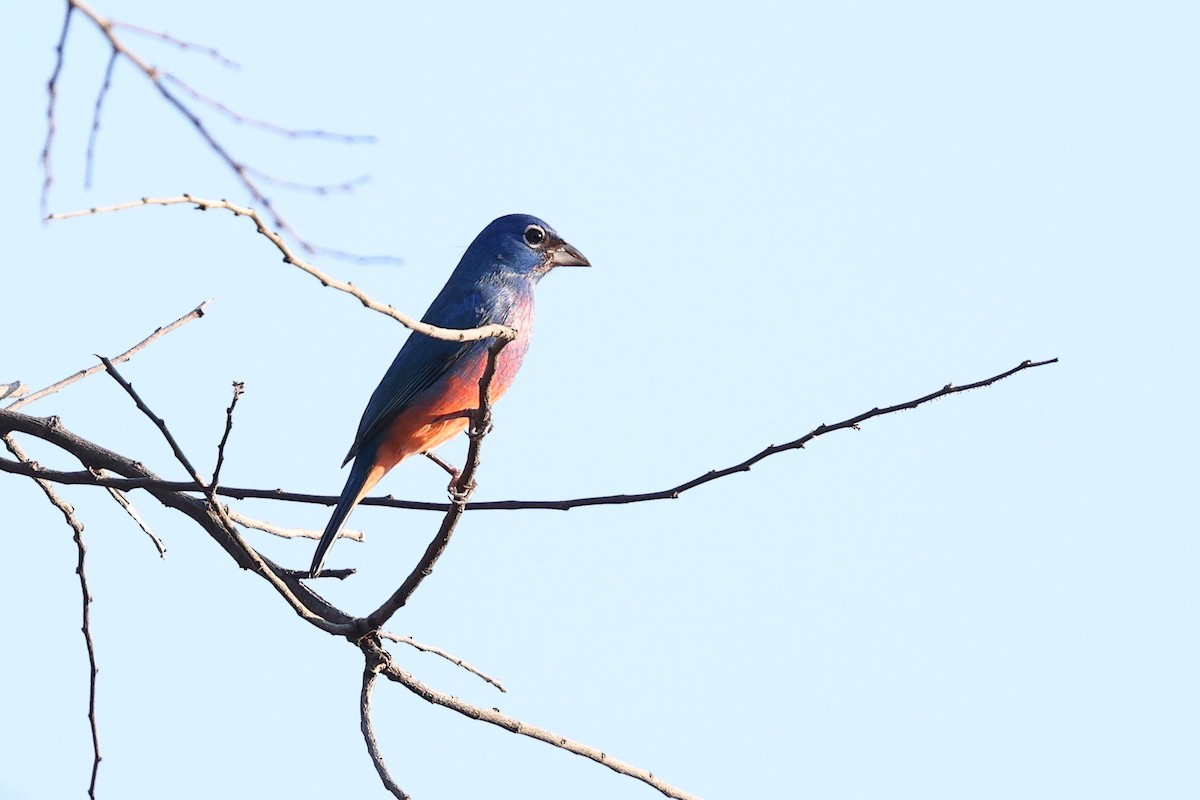 rosenbukspurv - ML646081814