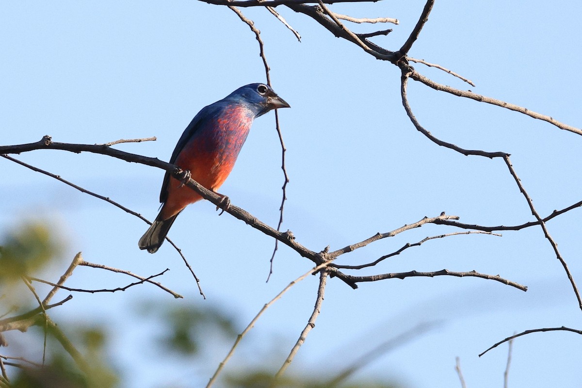 rosenbukspurv - ML646081815