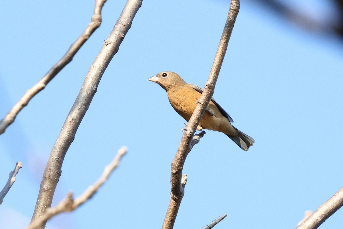 rosenbukspurv - ML646081818