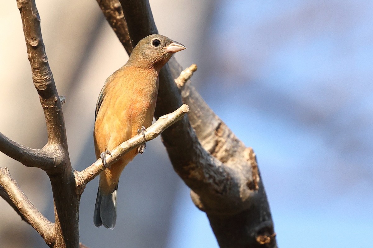 rosenbukspurv - ML646081819