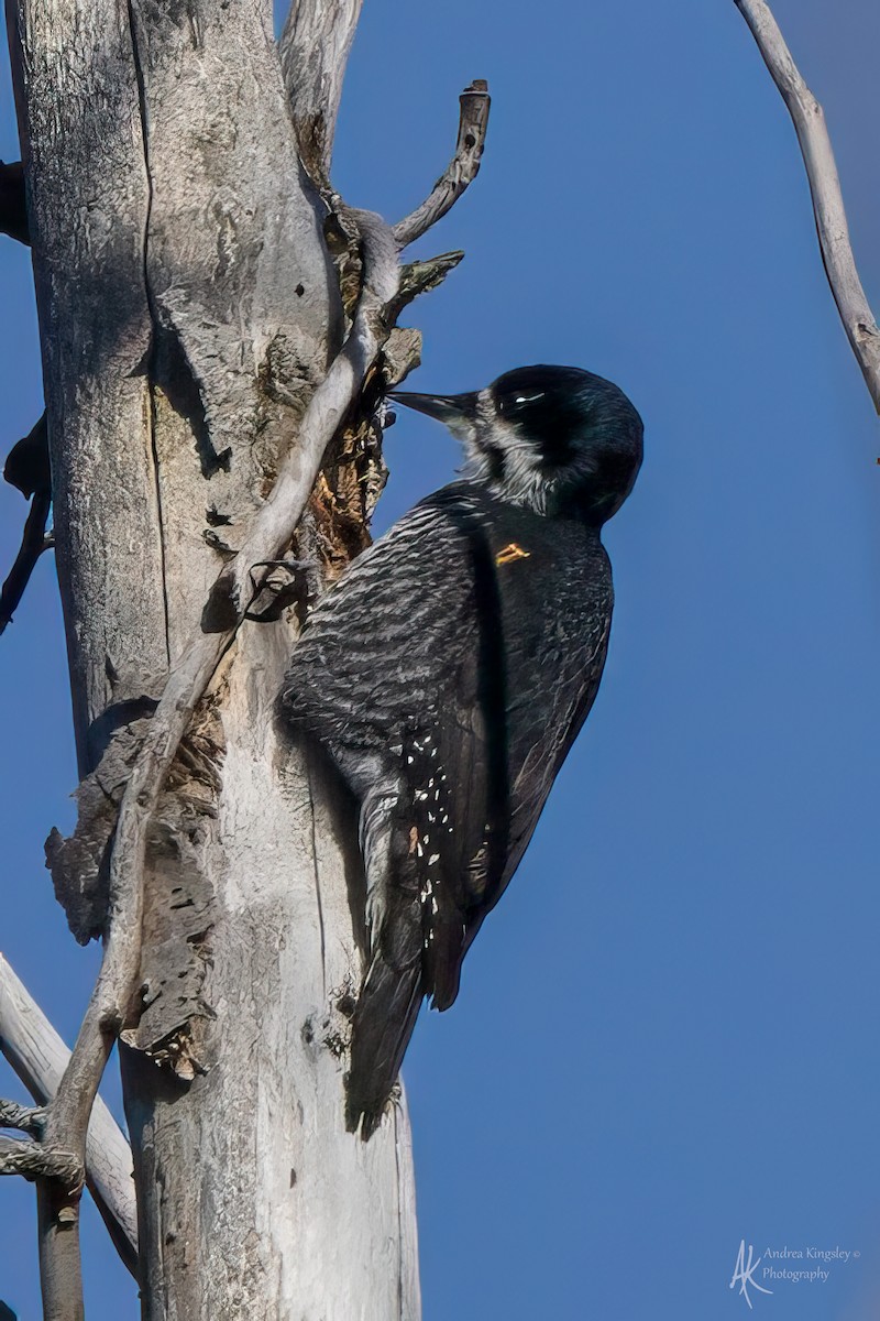 Black-backed Woodpecker - ML646081822