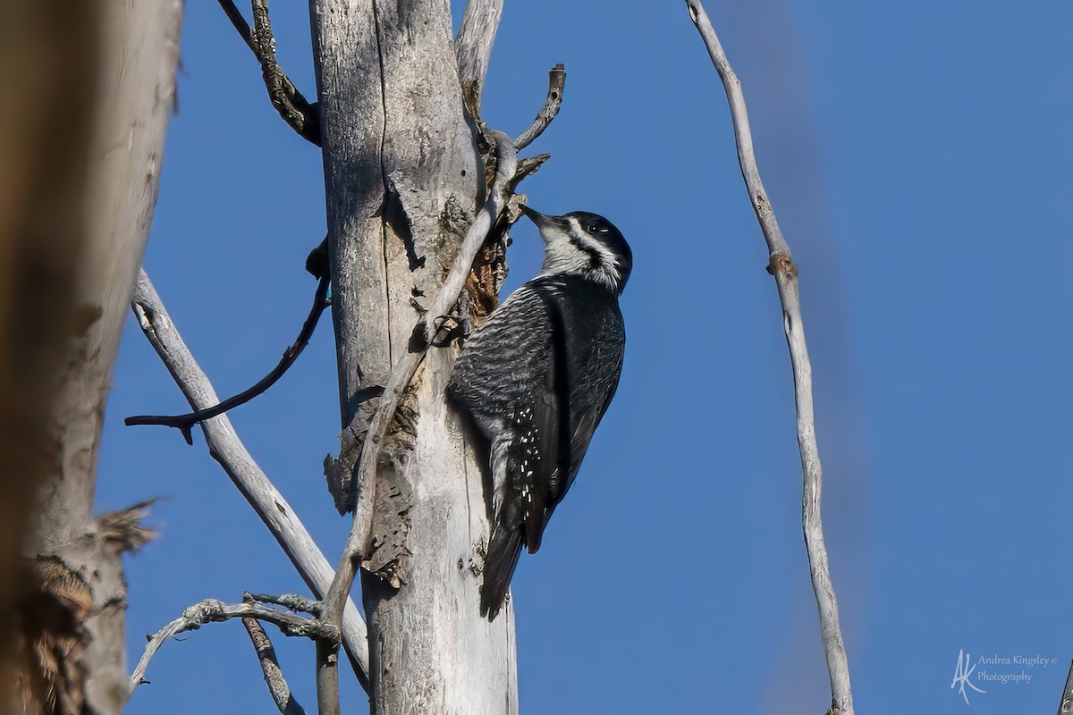 Black-backed Woodpecker - ML646081823