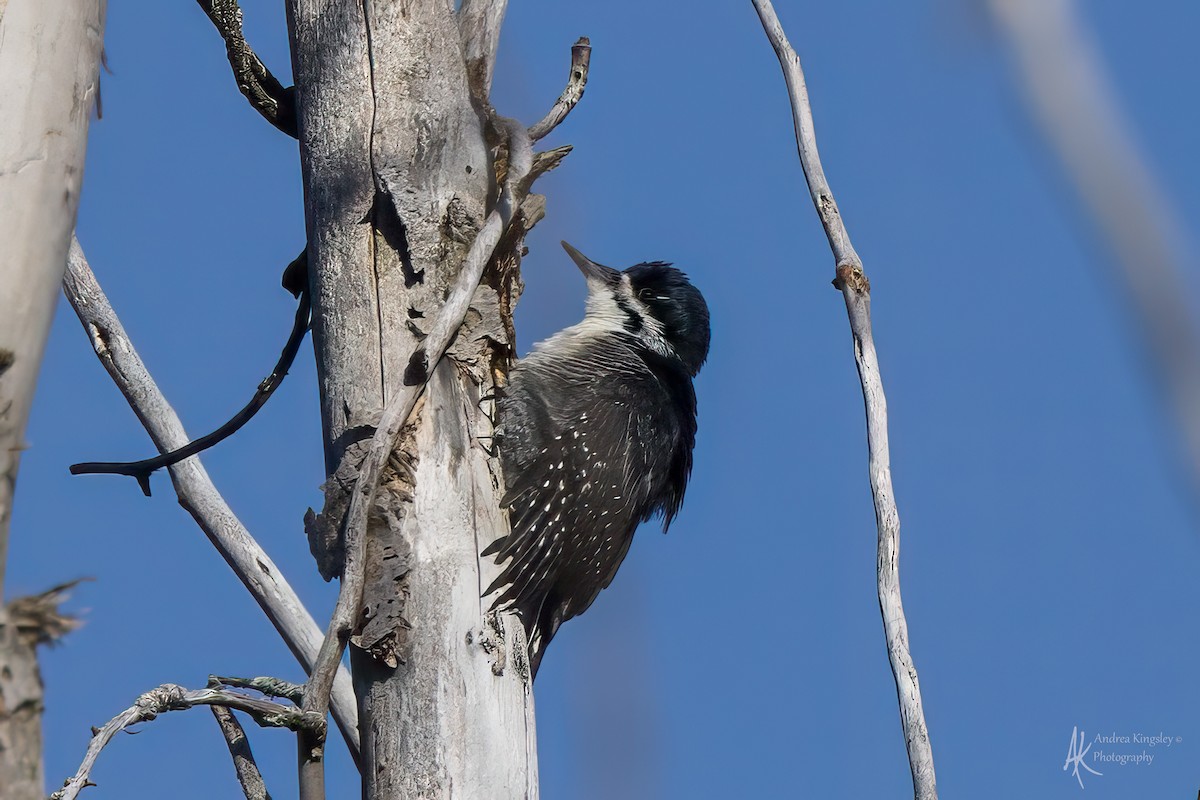 Black-backed Woodpecker - ML646081824