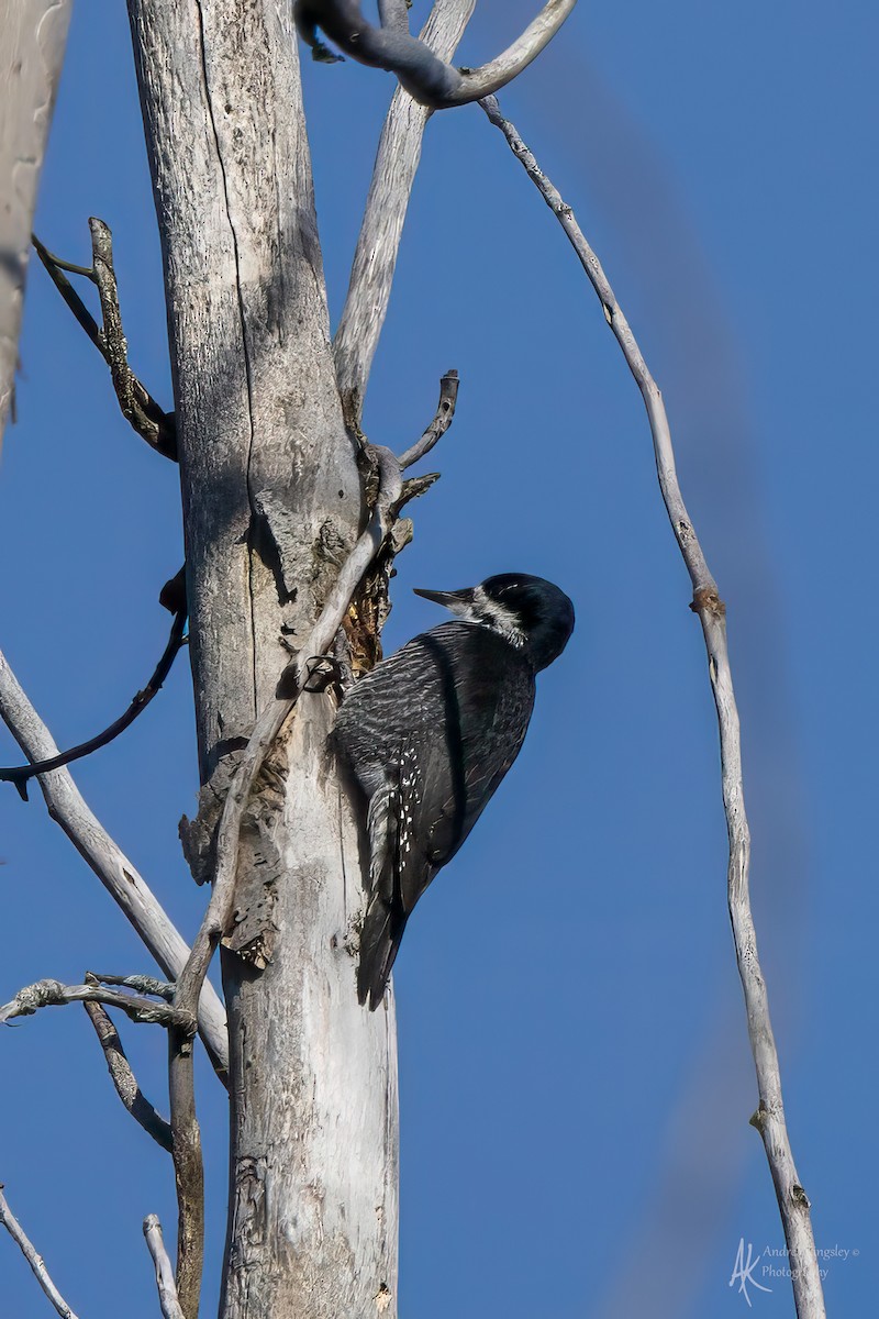 Black-backed Woodpecker - ML646081825