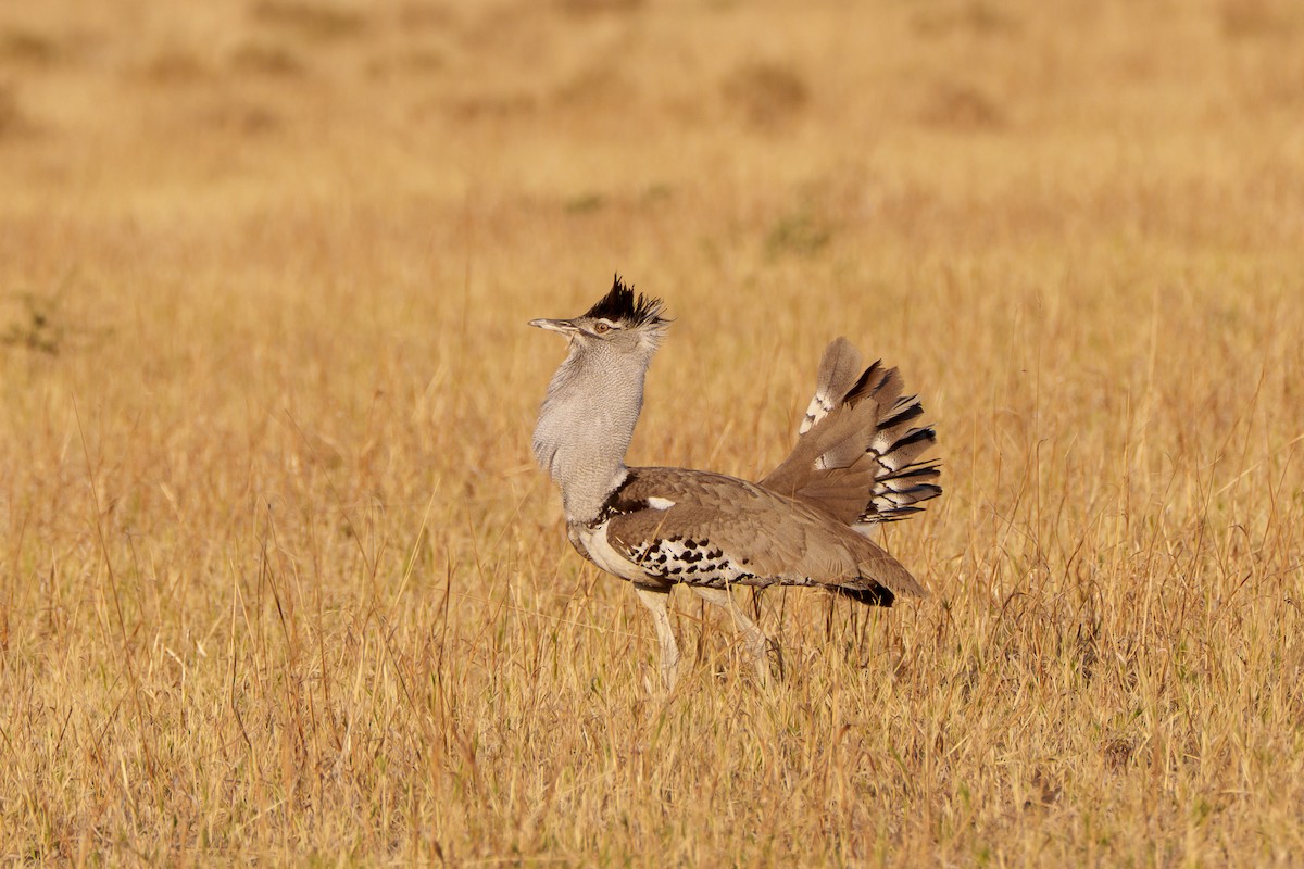 Kori Toyu - ML646081852