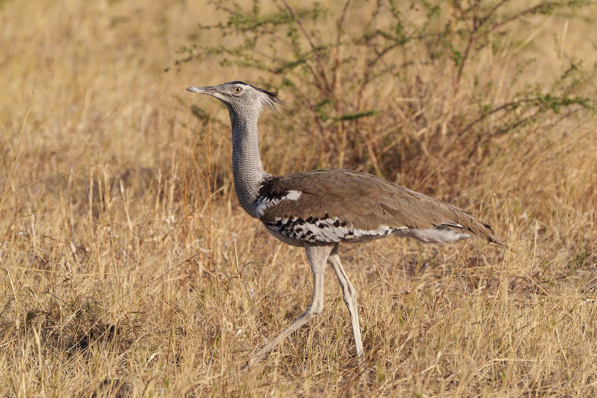 Kori Toyu - ML646081853