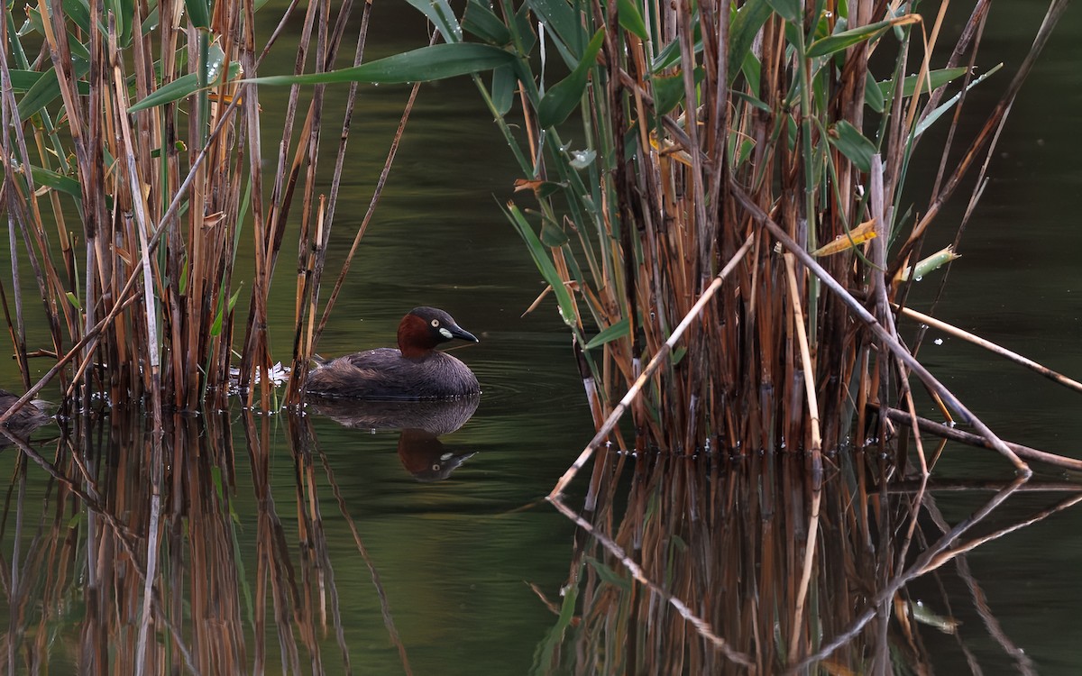 dvergdykker - ML646081855