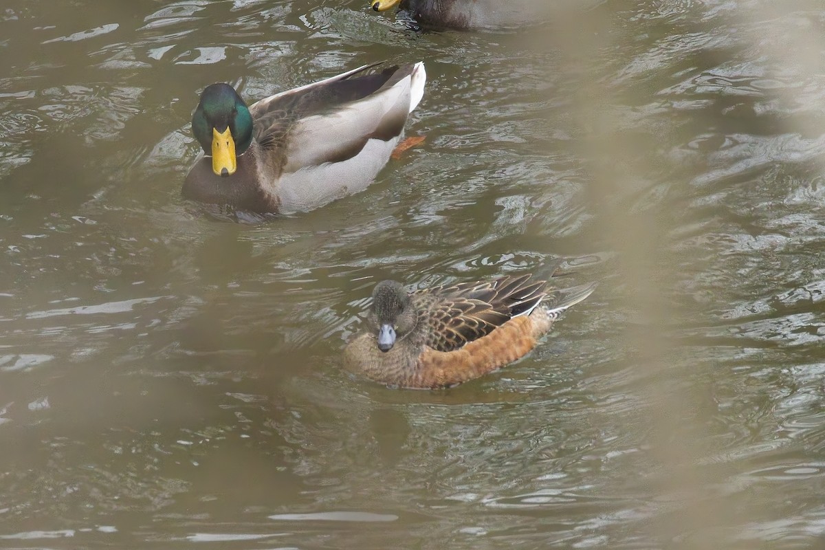 American Wigeon - ML646081893