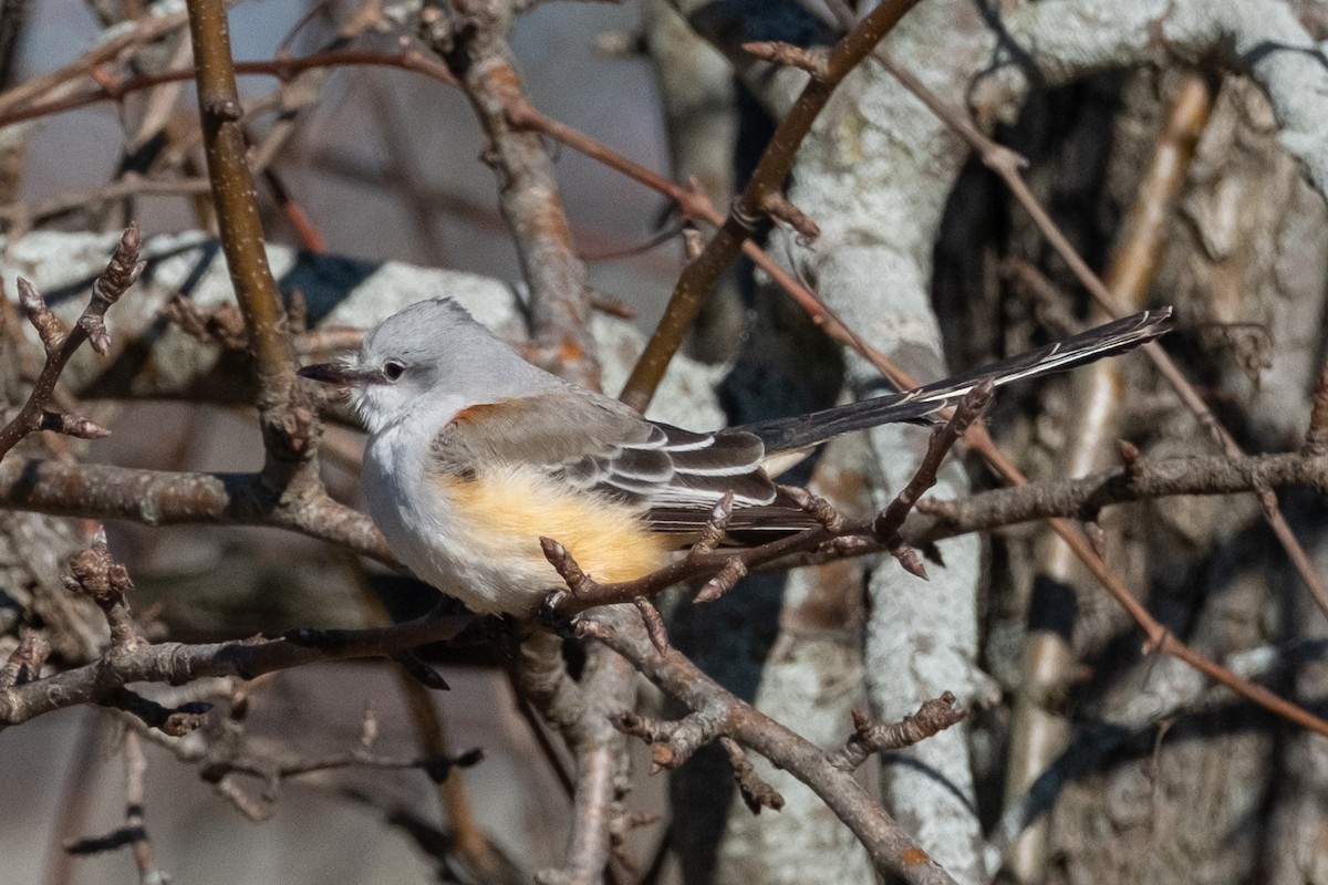 Scissor-tailed Flycatcher - ML646081900