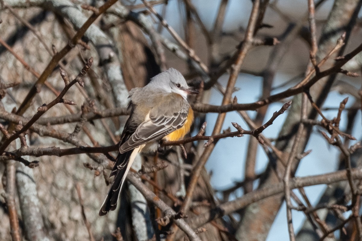 Scissor-tailed Flycatcher - ML646081901