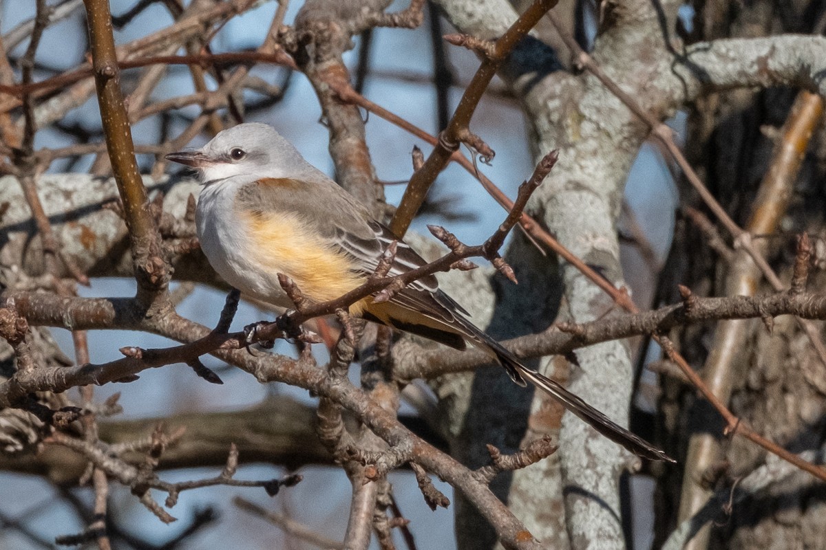 Scissor-tailed Flycatcher - ML646081902