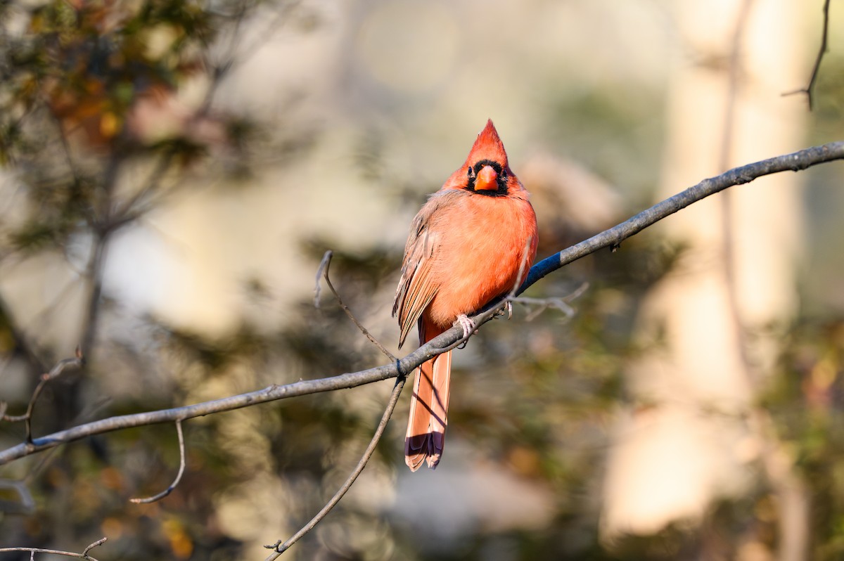 Northern Cardinal - ML646081911