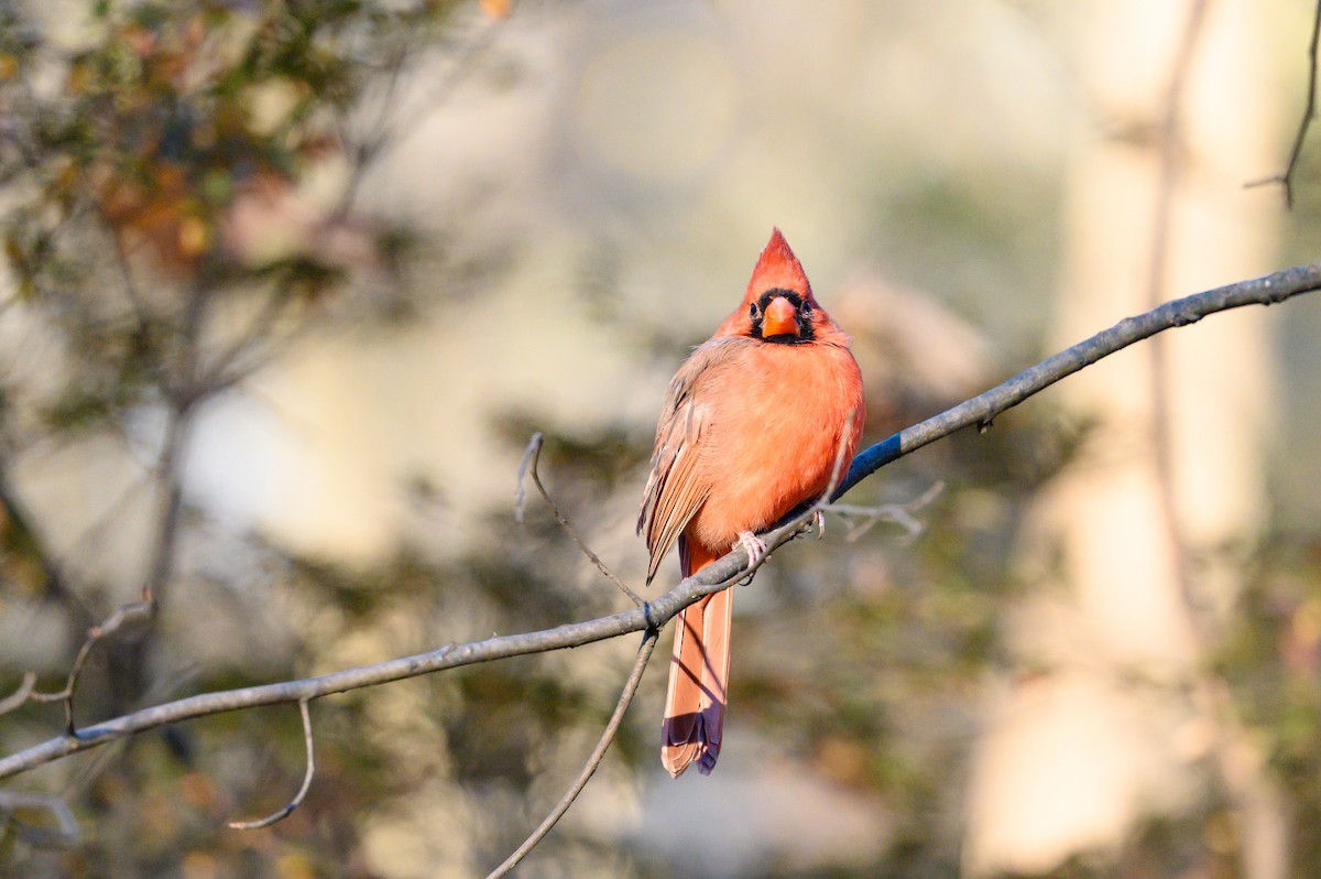 Northern Cardinal - ML646081912