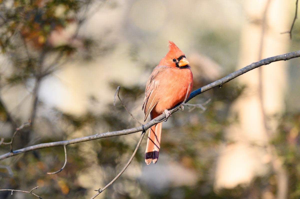 Northern Cardinal - ML646081913