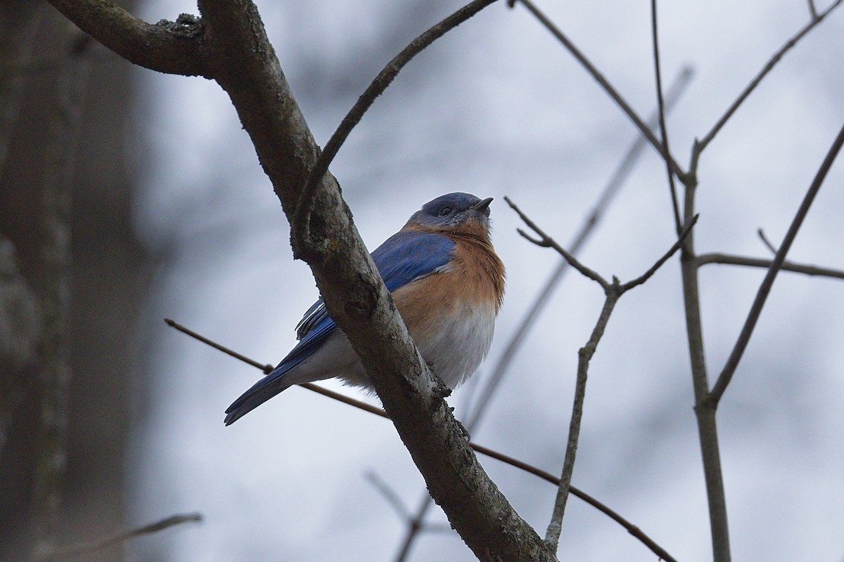 Eastern Bluebird - ML646081915