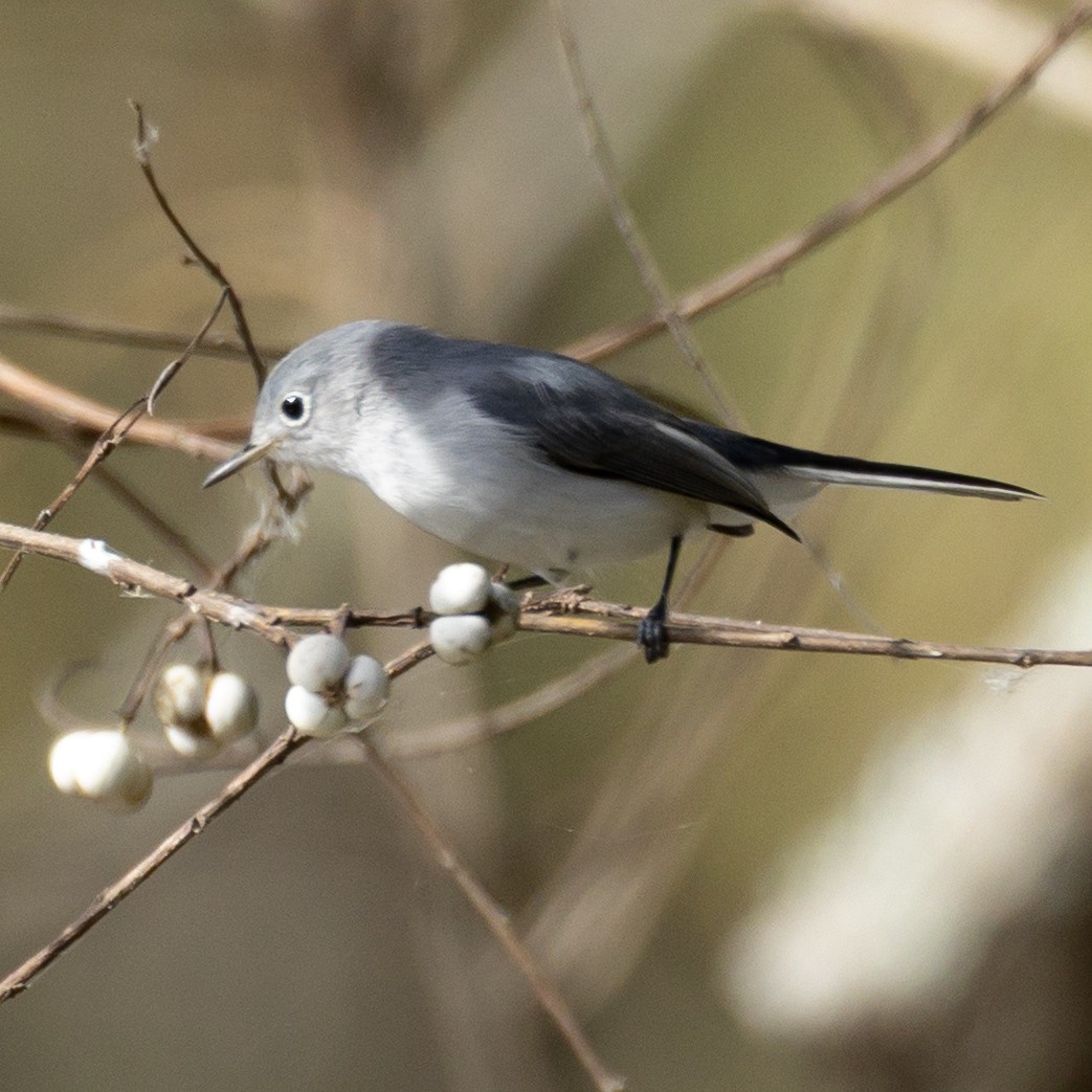 ブユムシクイ - ML646081918