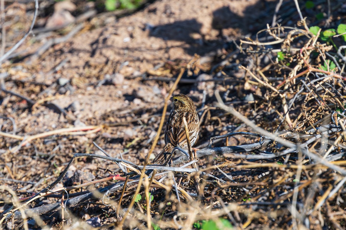 Саванная овсянка - ML646081920