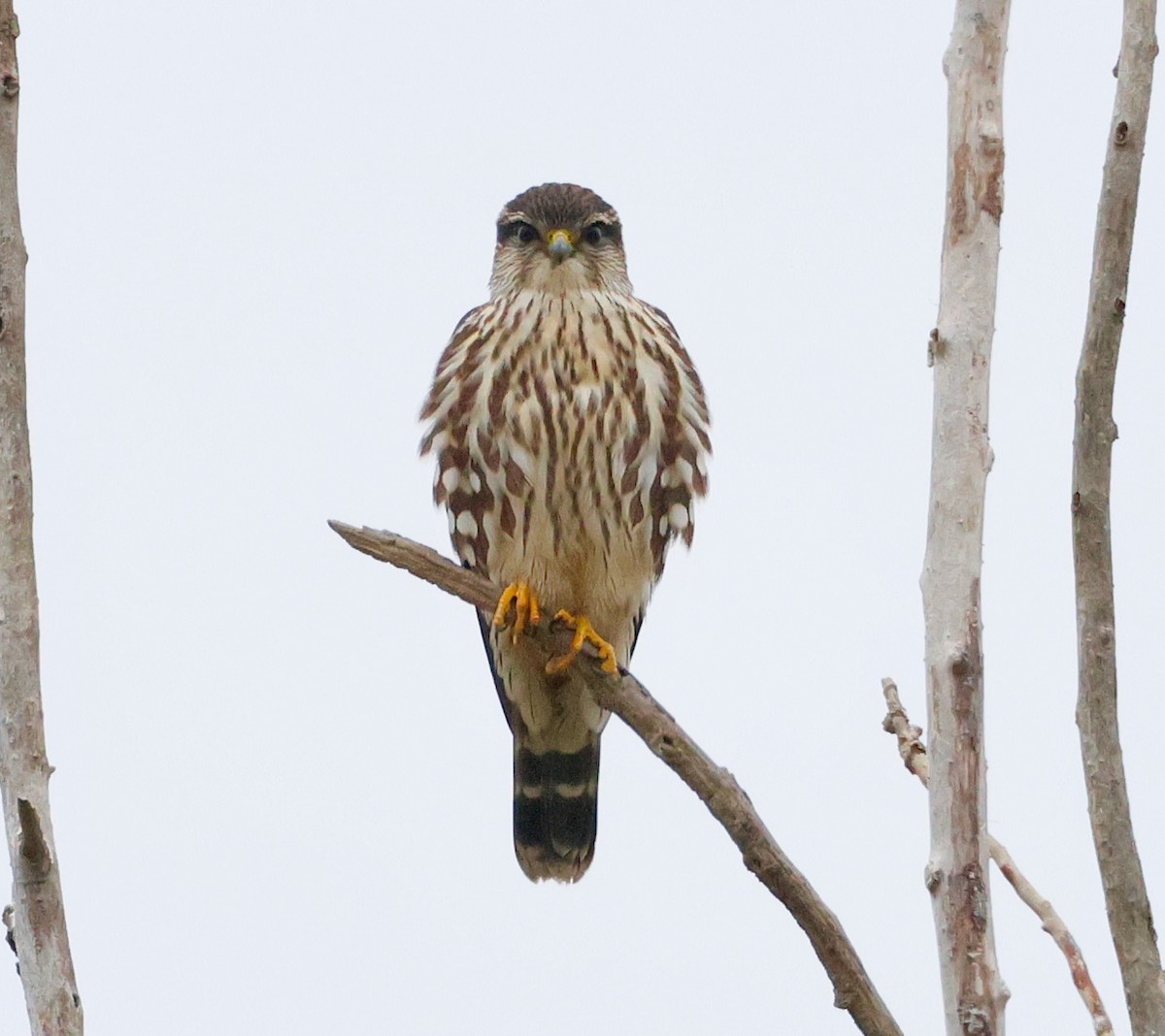 Merlin - ML646081942