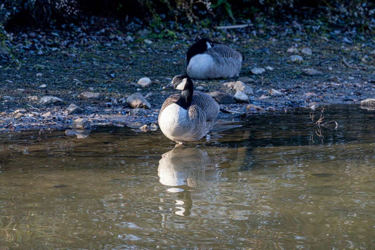 ברנטה קנדית - ML646081948