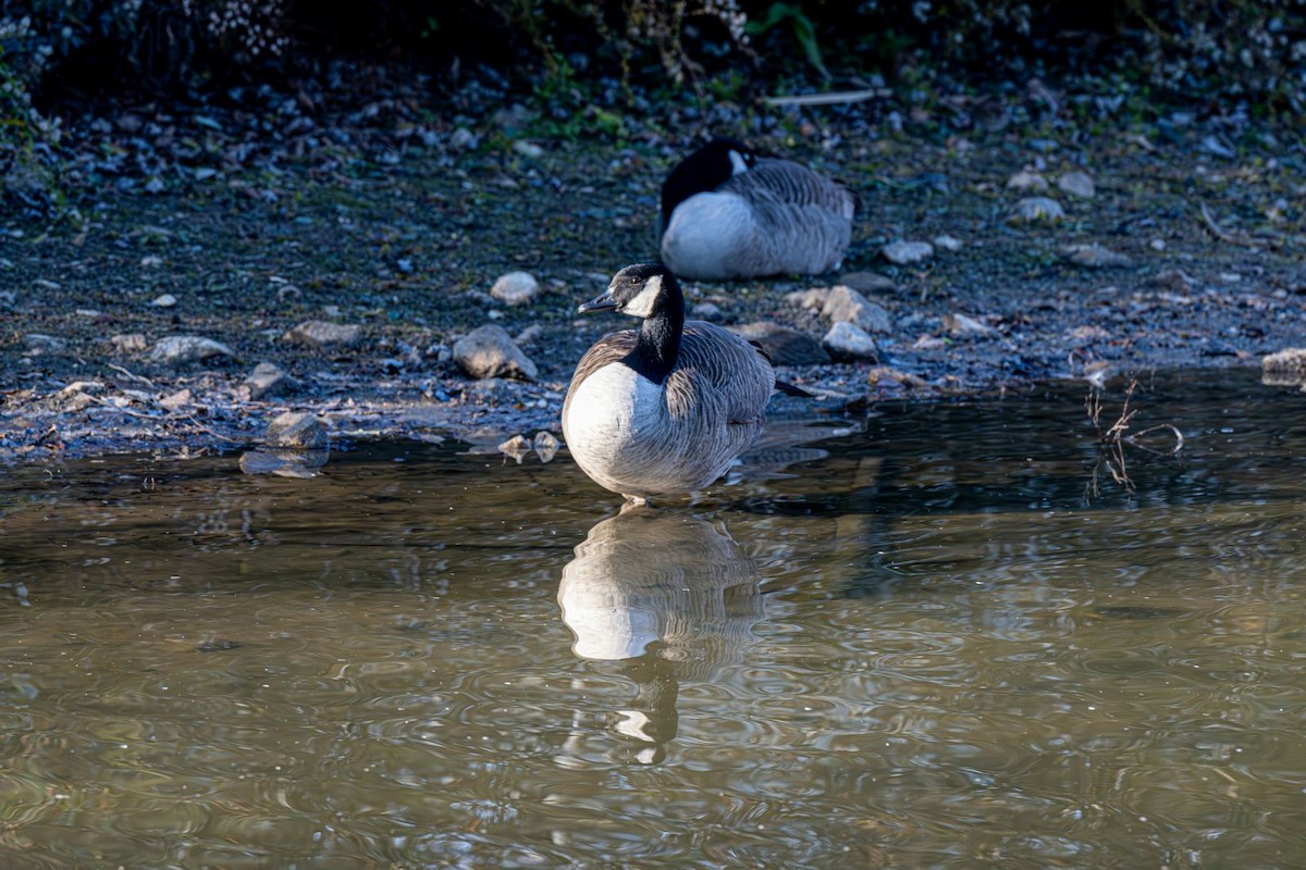 ברנטה קנדית - ML646081949