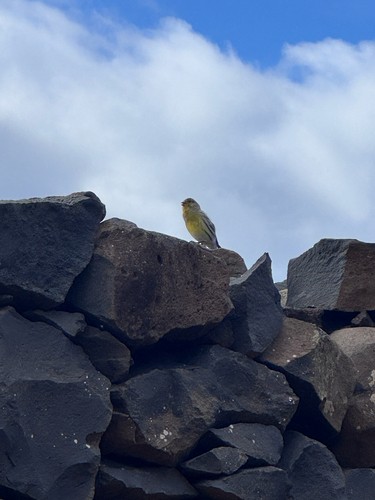 Island Canary - ML646081953