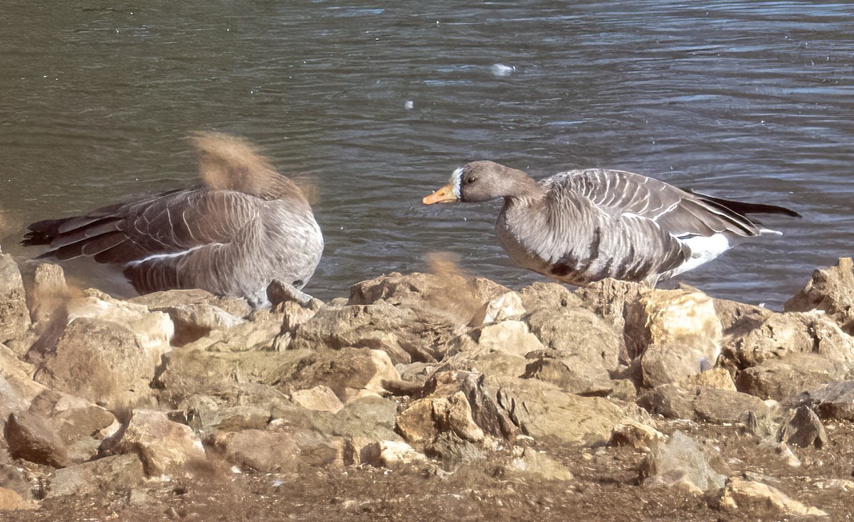 Greater White-fronted Goose - ML646081957