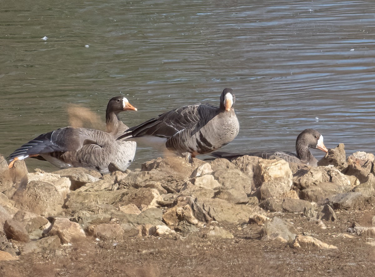 Greater White-fronted Goose - ML646081958