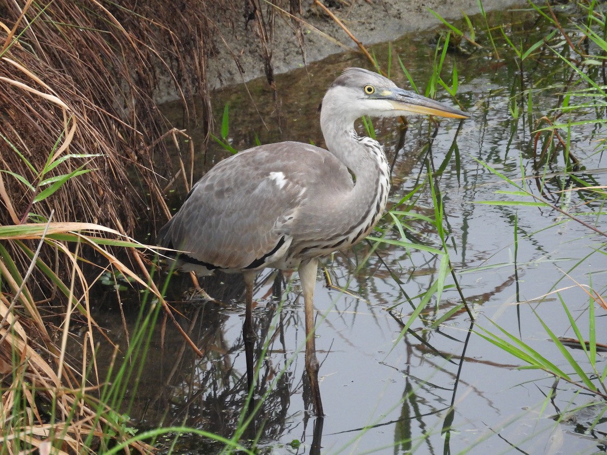 gråhegre - ML646081961