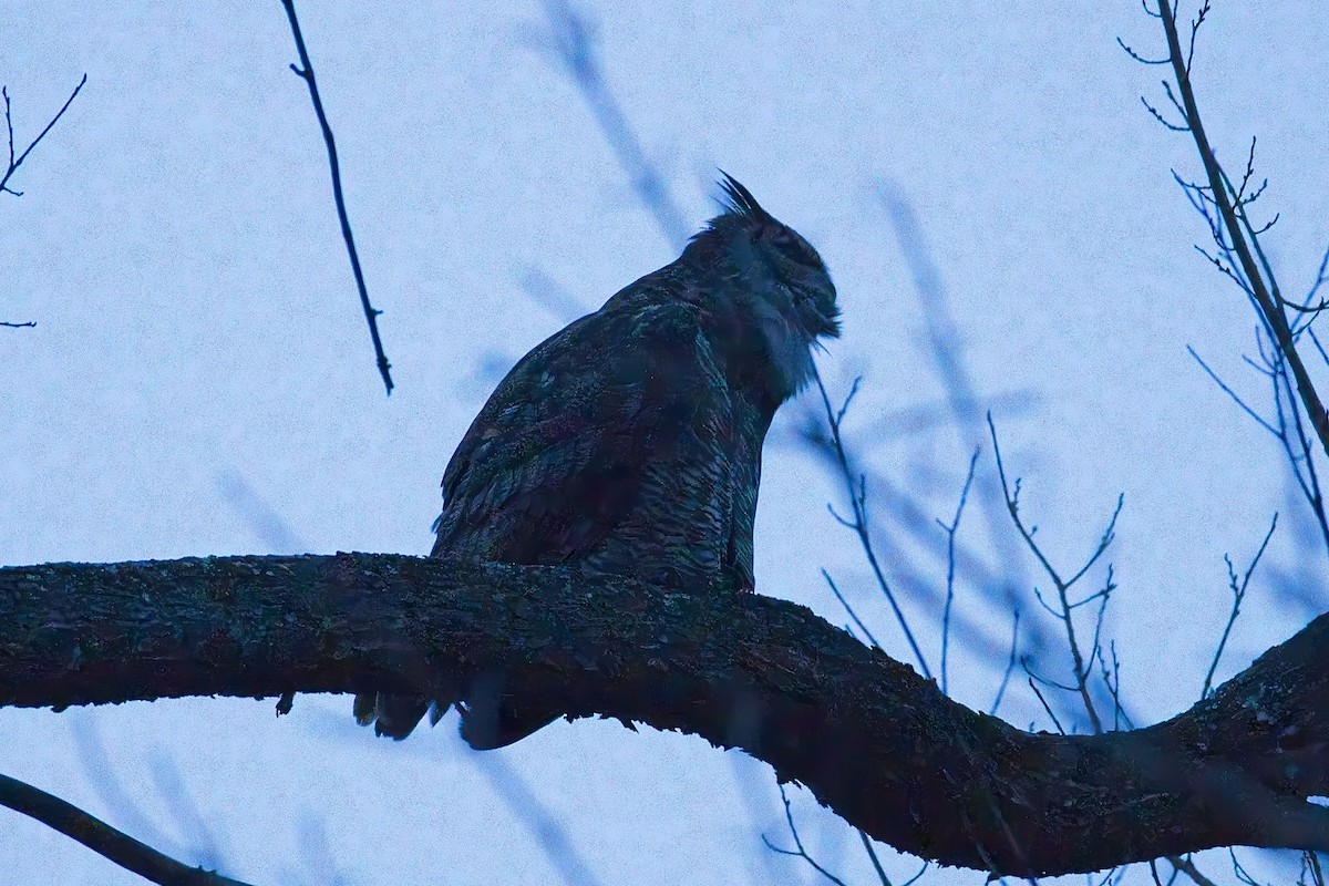 Great Horned Owl - ML646081967
