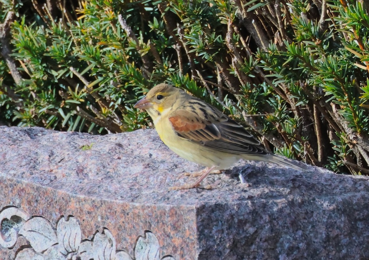 papežík americký - ML646081970