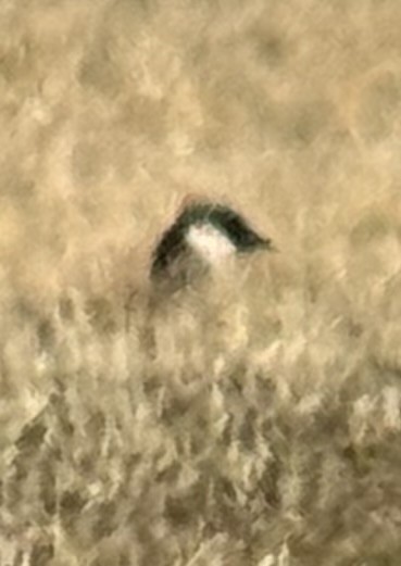 Oca canadese minore - ML646081979