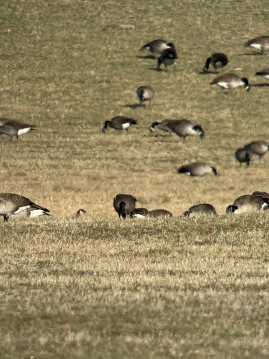 Oca canadese minore - ML646081981