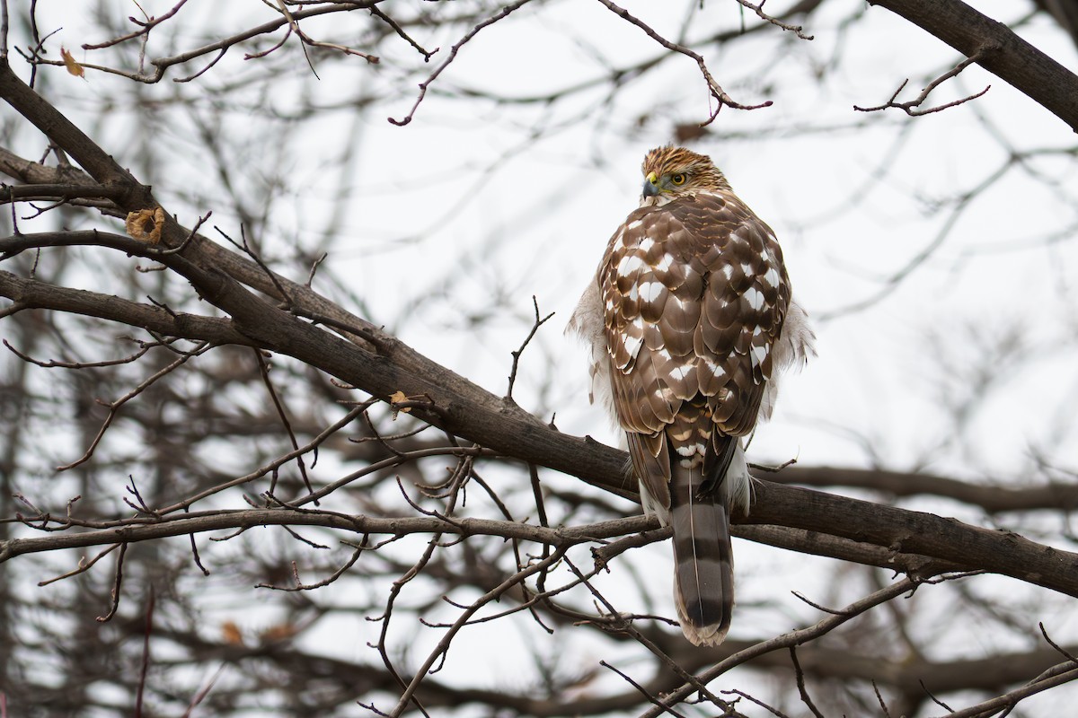 Cooper's Hawk - ML646081987