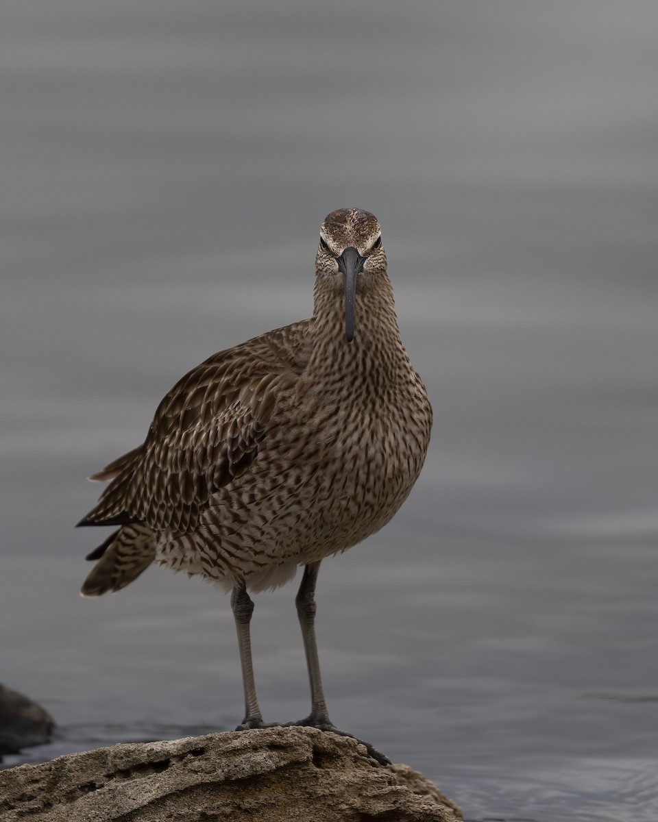 småspove - ML646082009