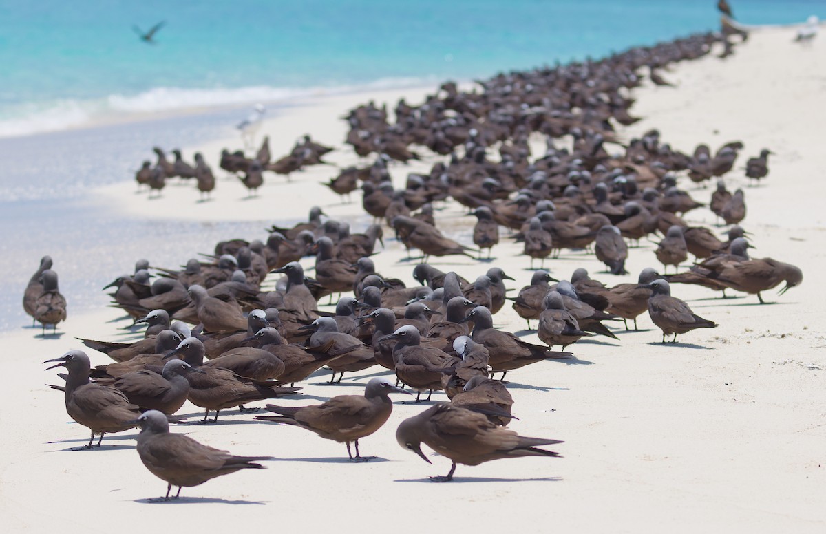 Brown Noddy - ML646082011