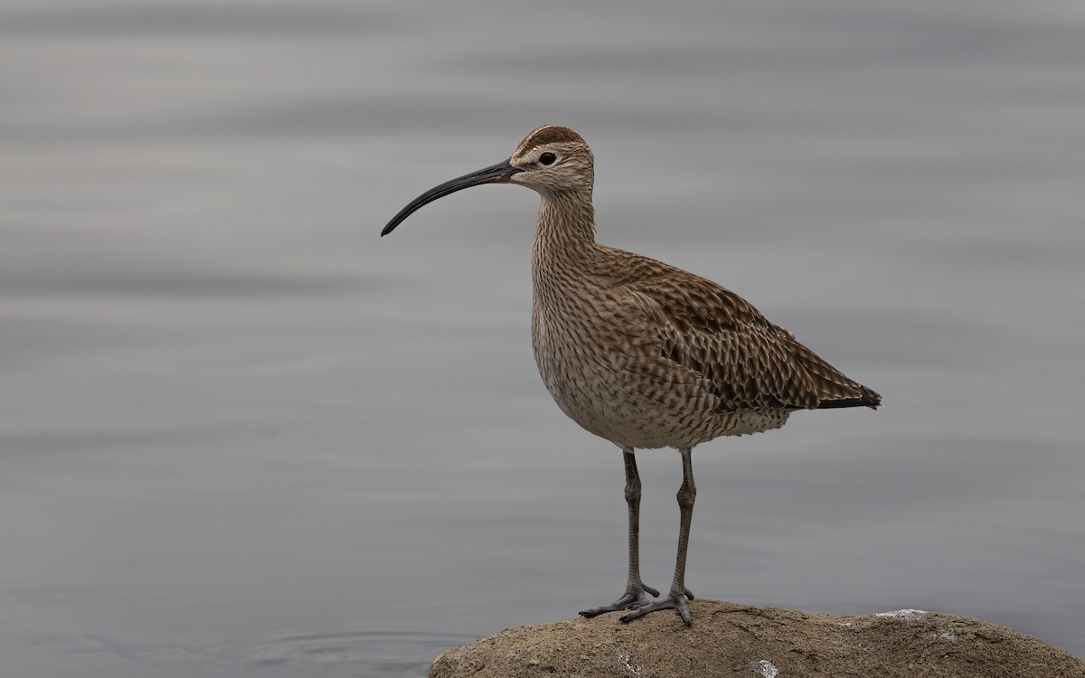 småspove - ML646082013